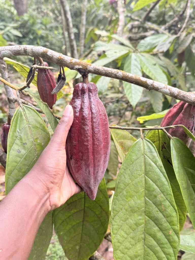 Roça Magal na ilha do Príncipe